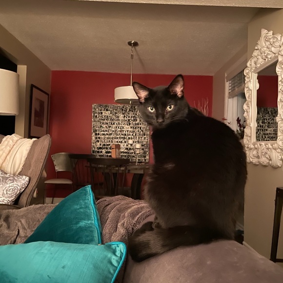 Meet your Posher, Dawn - Picture 9 of 10